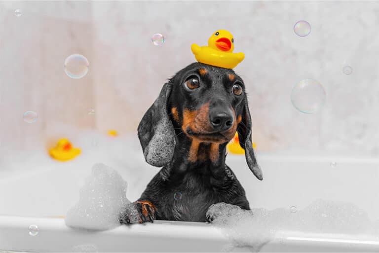 Dog Shampoo