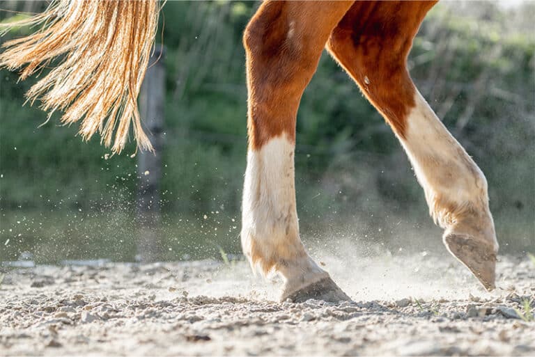 Horse balm
